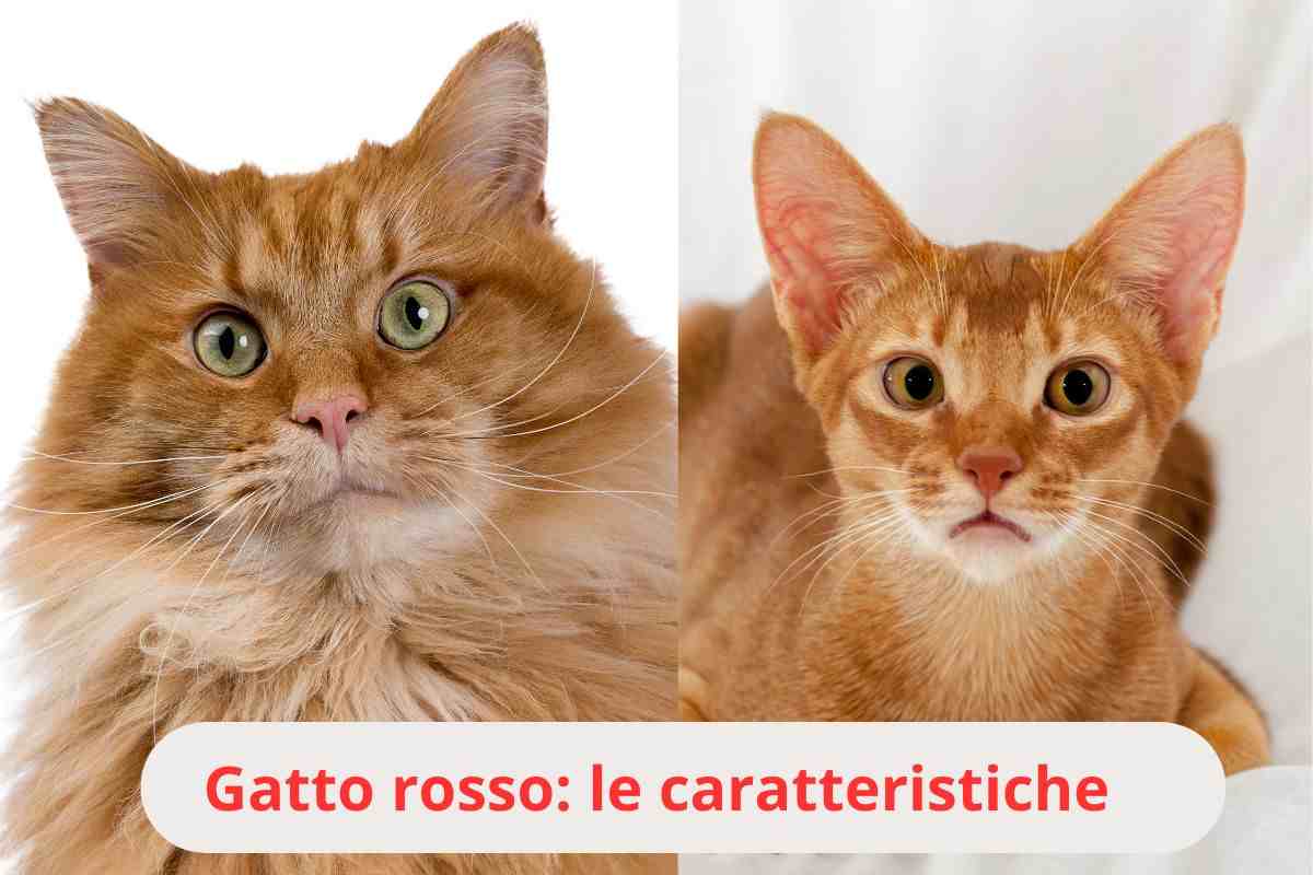 Maine Coon e Abissino rossi