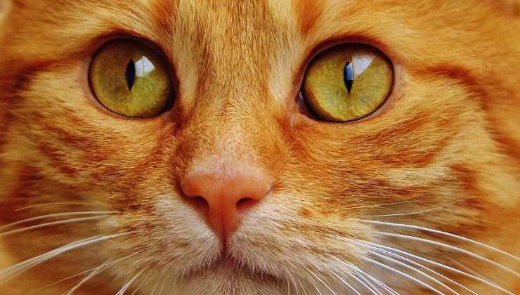 Occhi verdi di gatto rosso