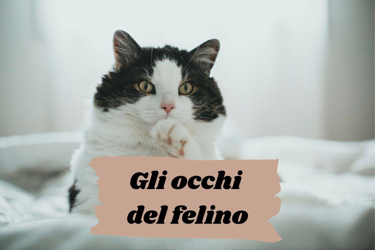 Gli occhi del felino