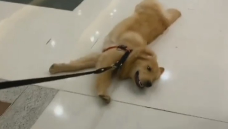 Golden Retriever annoiato