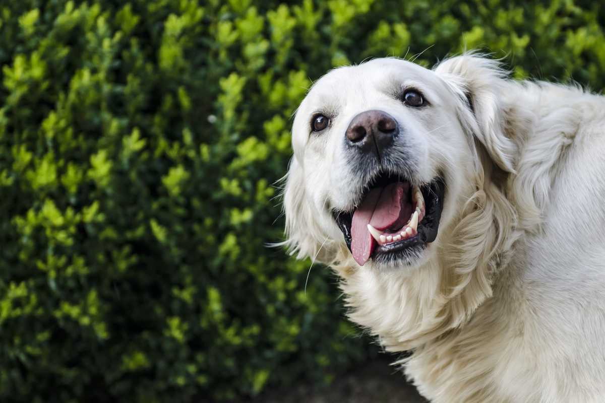 cane gioco bambino