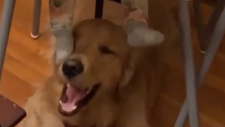 i cani più pazienti