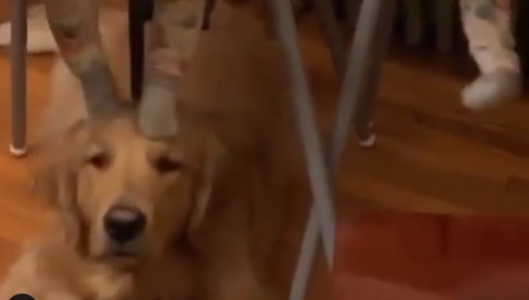Golden sotto seggiolino video