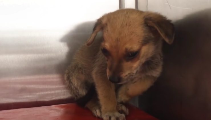 cucciolo offre pezzo di pane