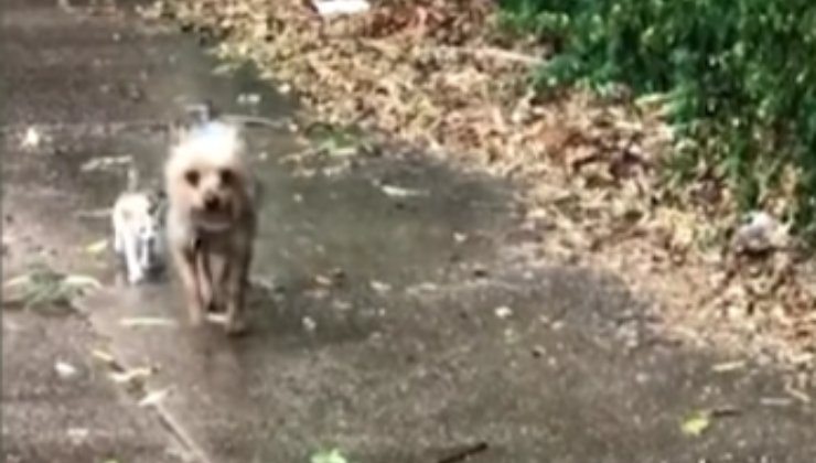 cane trova gatto e lo porta a casa