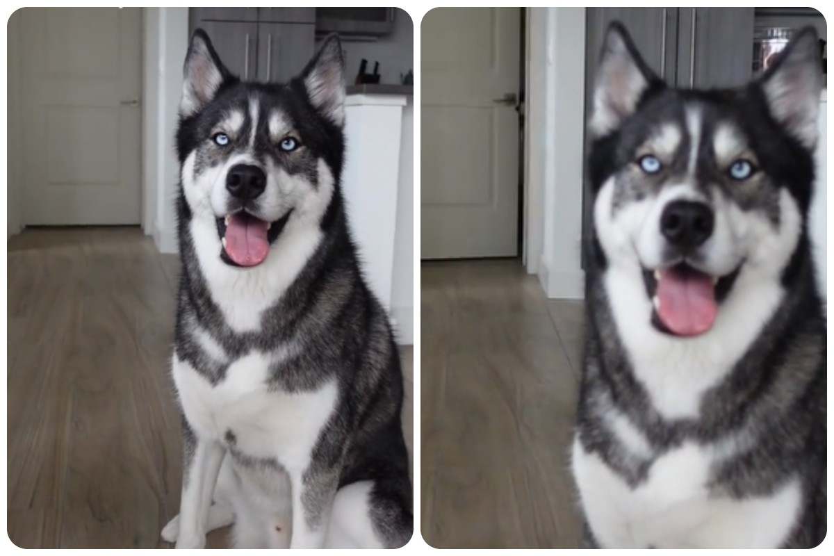 Cosa fa Blue l'husky