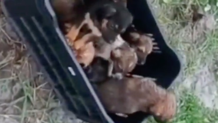 cuccioli recuperati massaggio cardiaco 