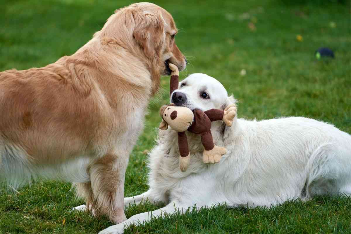 Razze canine che vivono molti anni
