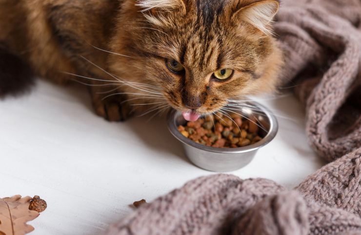 Il gatto non può mangiare i croccantini