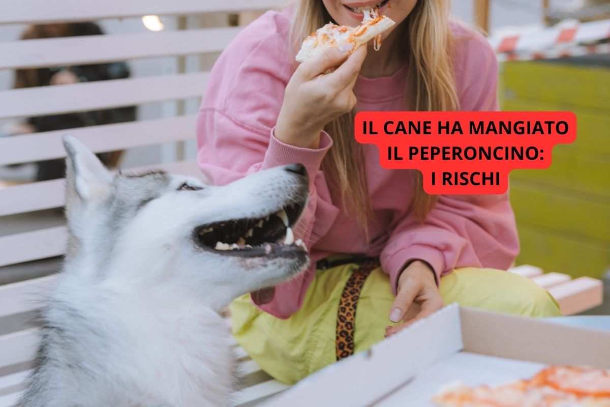 Il cane ha mangiato il peperoncino