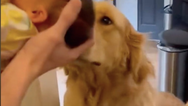 golden retriever neonata casa