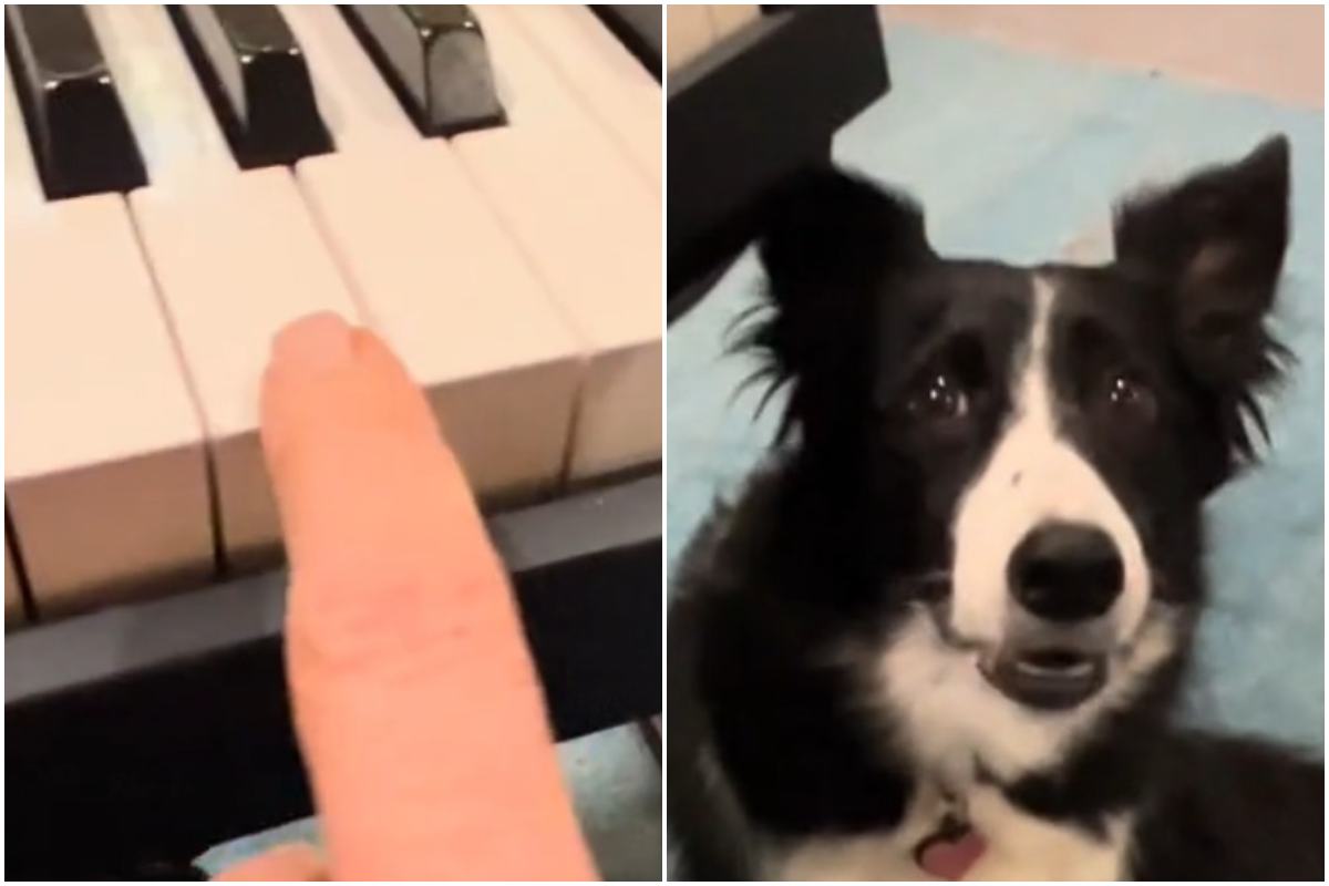 Indi cane pianoforte