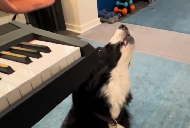 Il cane cantante che ama la musica