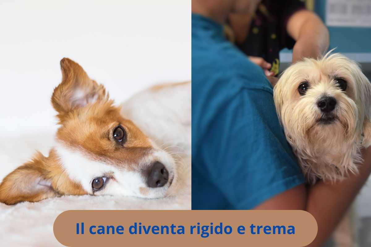 Cane irrigidito su un fianco e dal veterinario