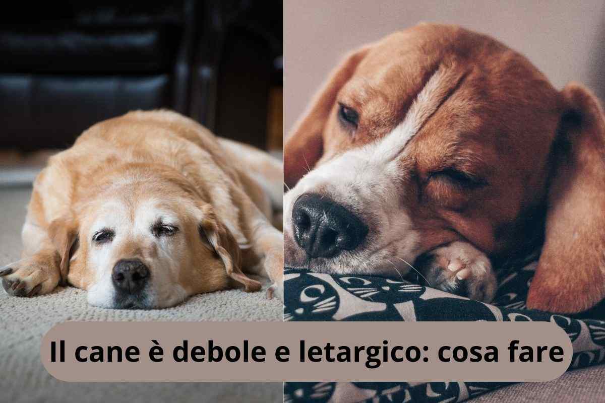 Cane stanco e cane che dorme