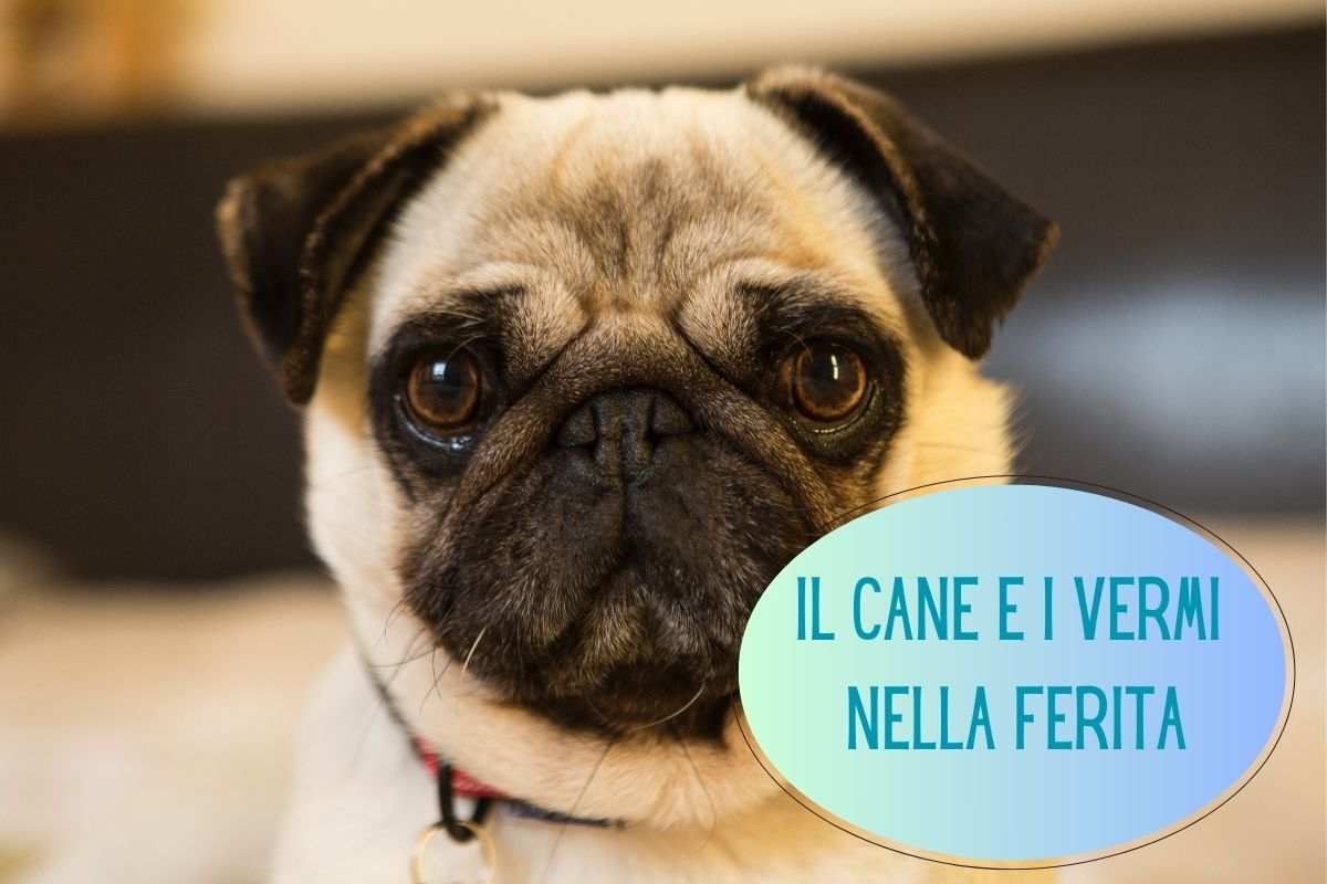 Il cane e i vermi nella ferita