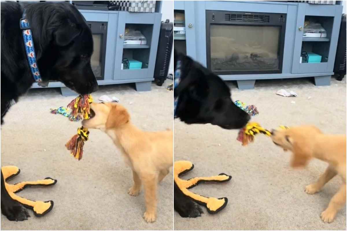 Il cane e il cucciolo che giocano