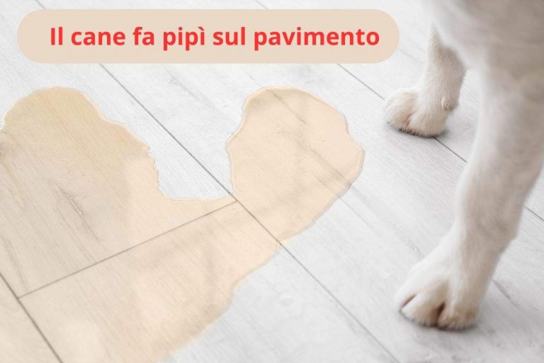 Il cane fa la pipì sul pavimento perché lo fa e tutti i rimedi