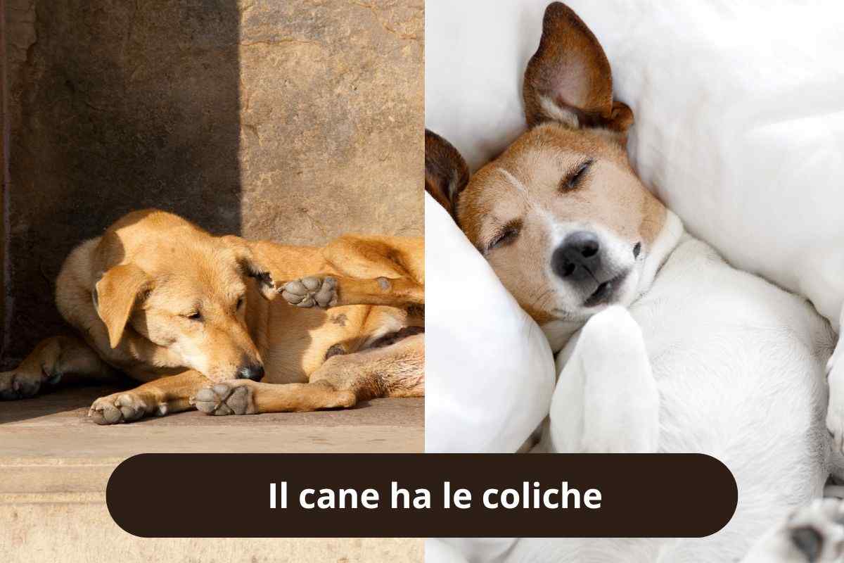 Cane si morde e ha mal di pancia