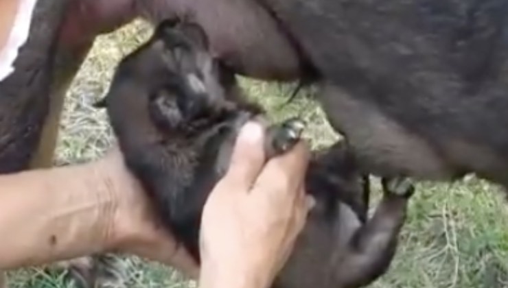 cucciolo mamma operazione mare