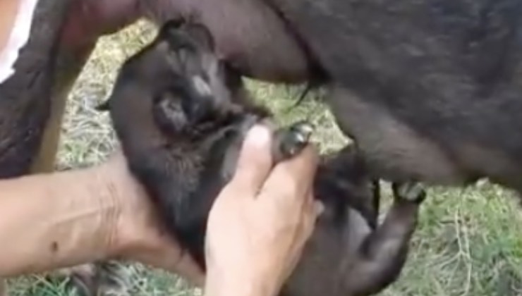 Operación madre marina del cachorro 