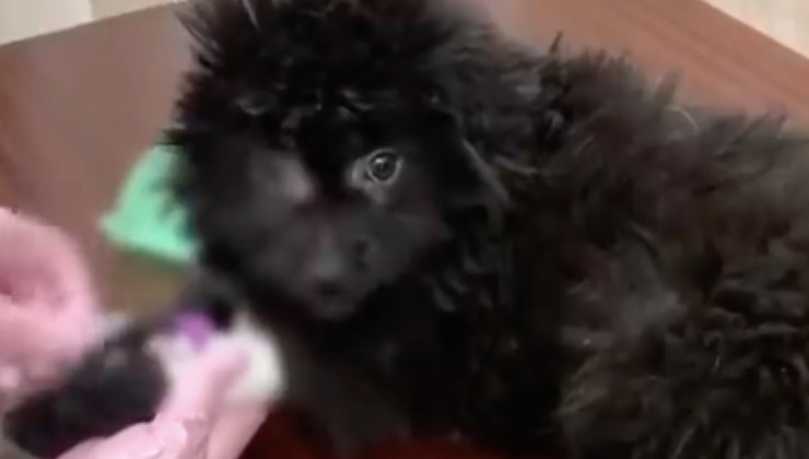 cucciolo nero neve freddo