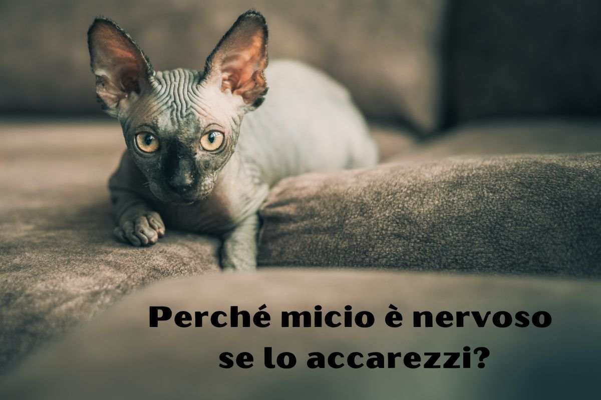 Il felino è nervoso se lo accarezzi