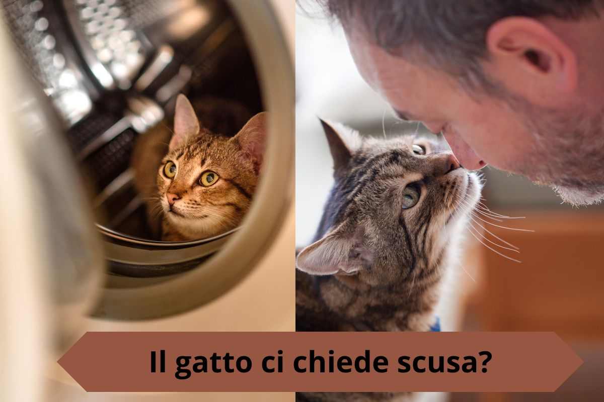 Il gatto chiede scusa dopo la marachella