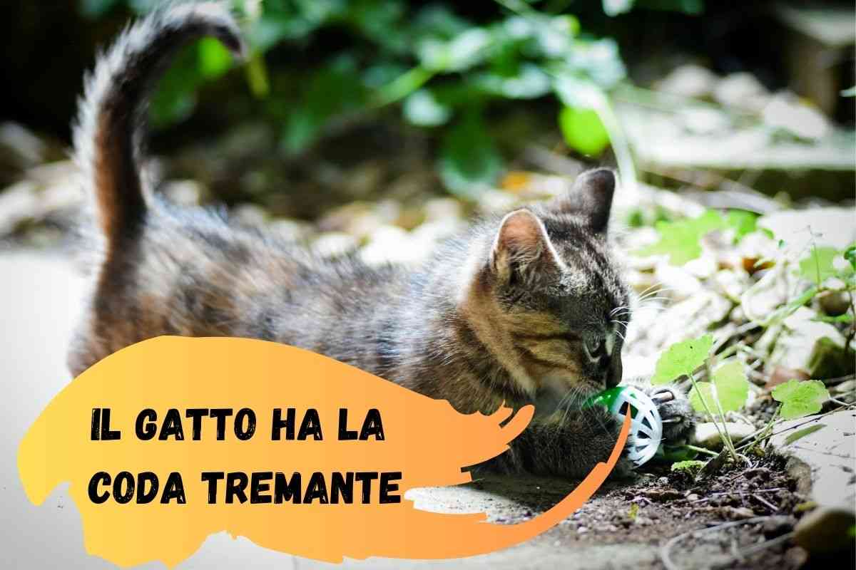 Il gatto ha la coda che trema
