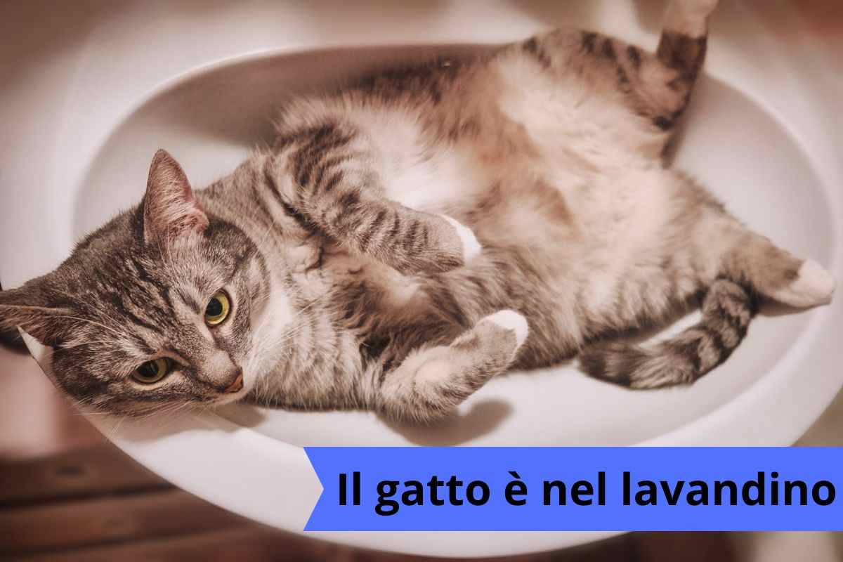 Il gatto va nel lavandino