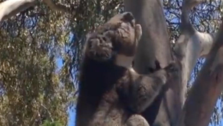koala simile lieto fine