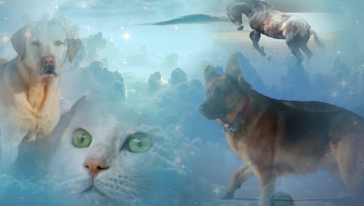gatto dediche artisti spettacolo