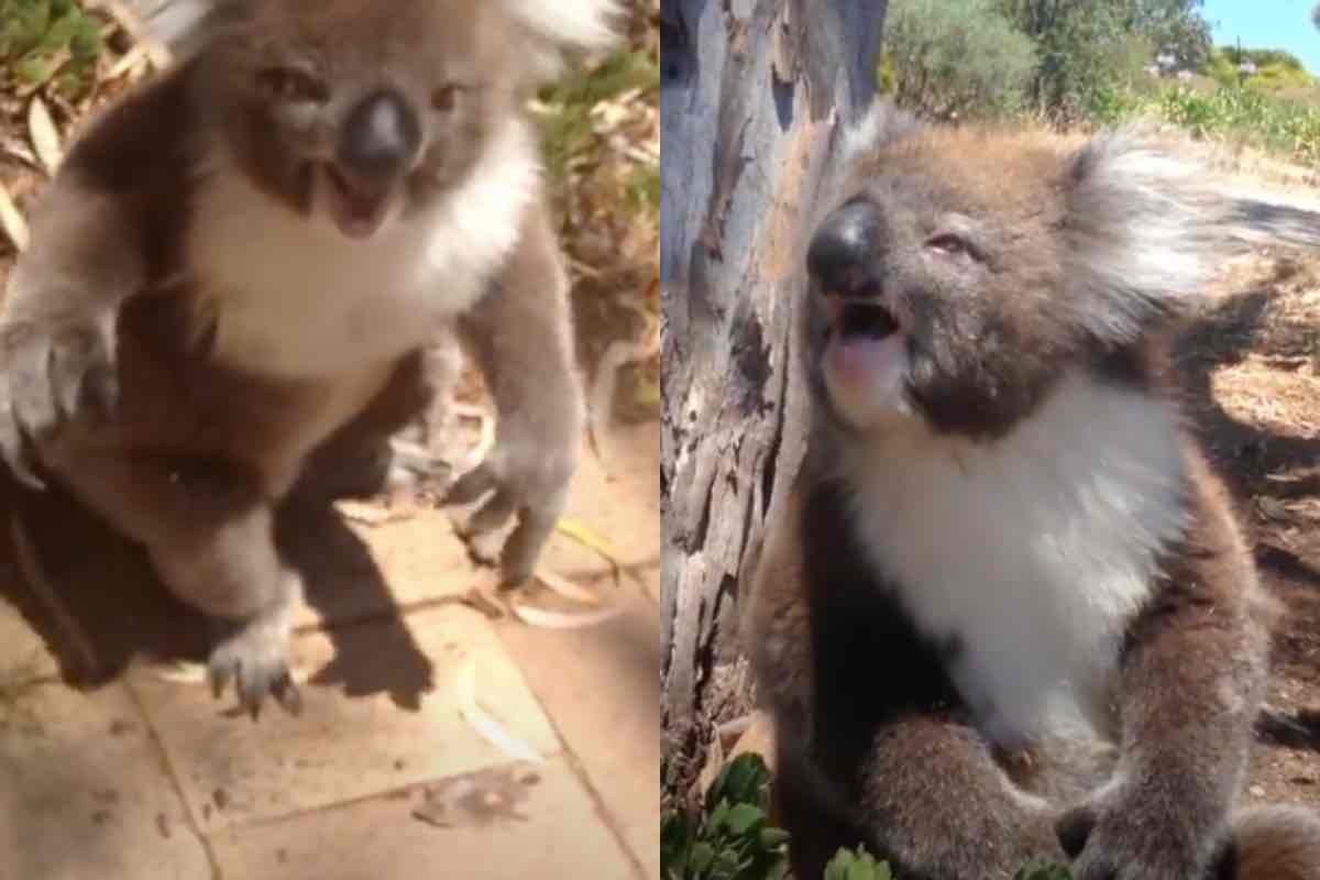 Koala piange disperato caduta