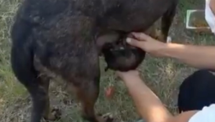 cucciolo ricongiungimento salvataggio scogli