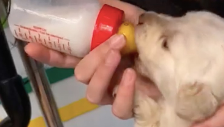cucciolo risveglio crudeltà biberon
