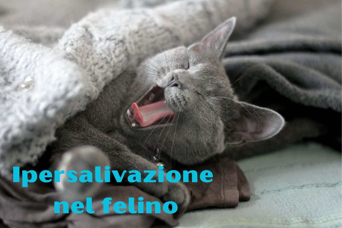 Ipersalivazione nel felino