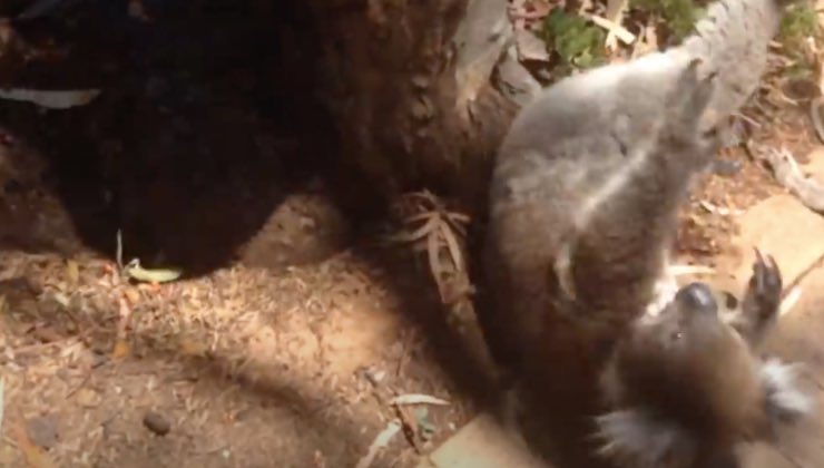 koala spinto giù albero