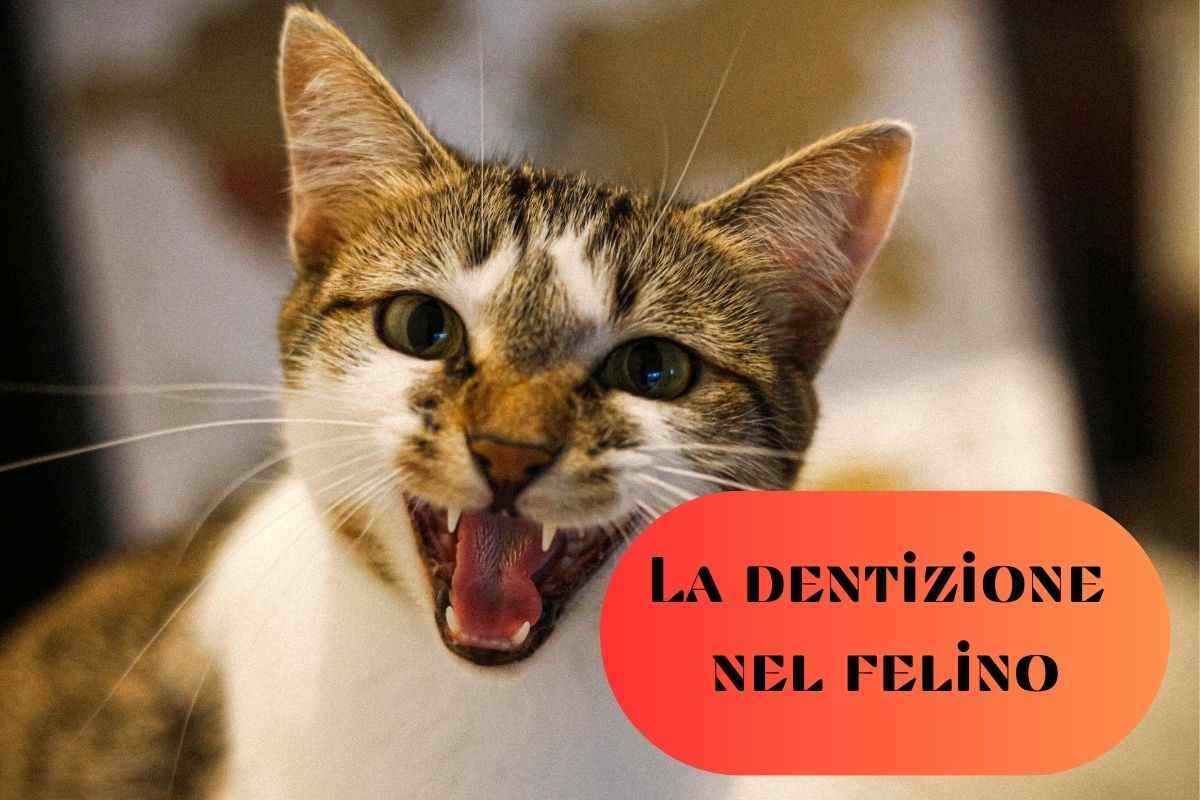 La dentizione del felino