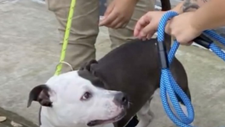 fido blue pit bull