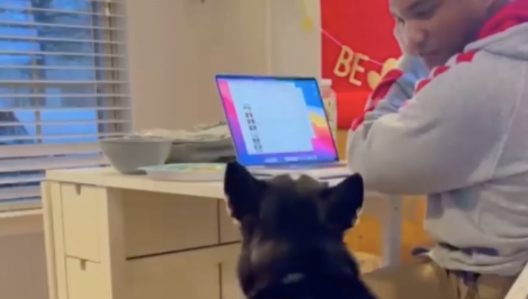 husky occhioni dolci indipendenza