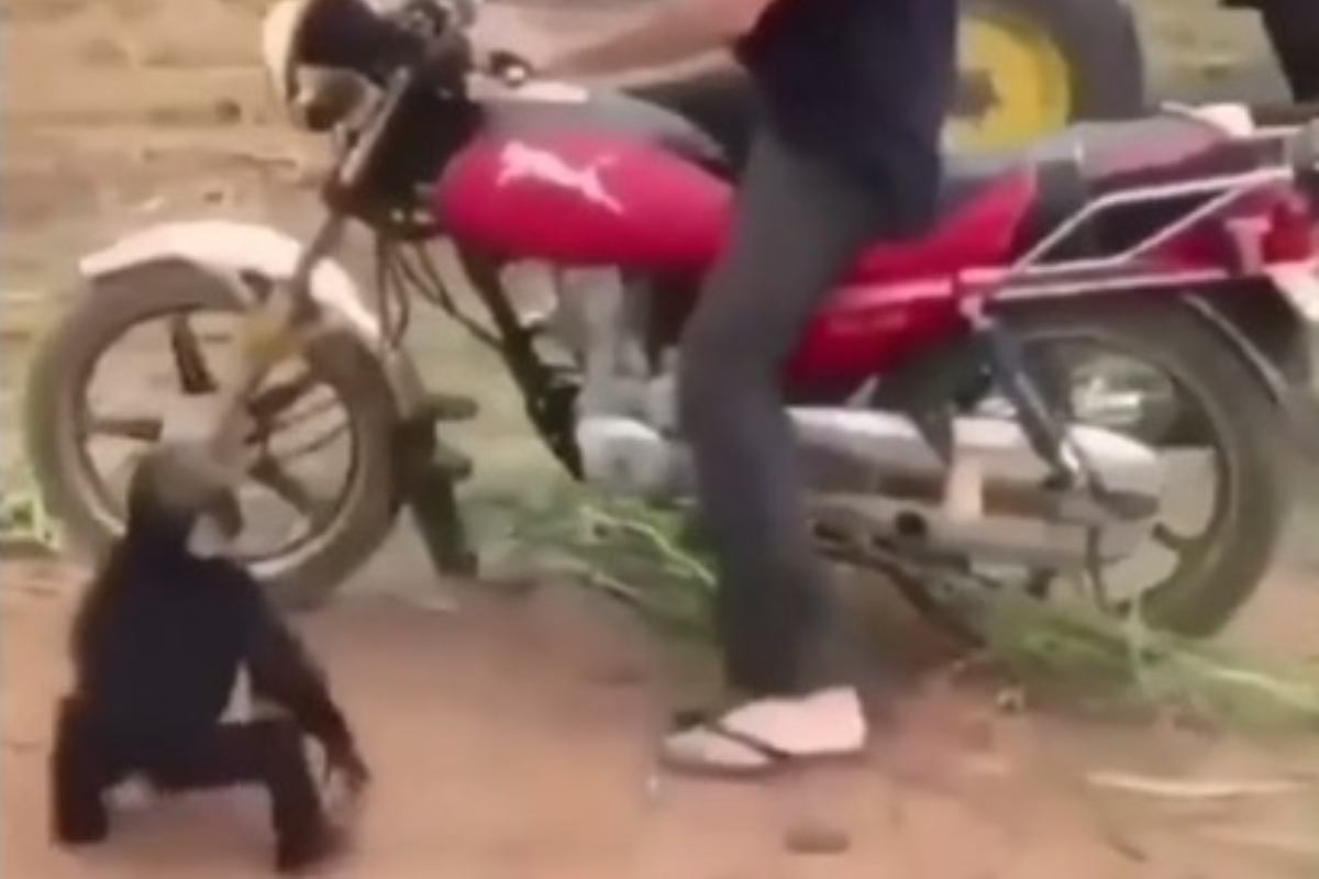 scimmia moto