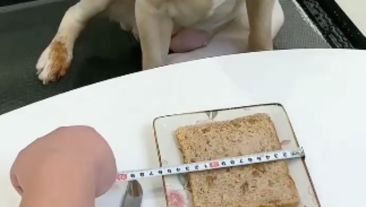 Labrador misurazione fetta pane 