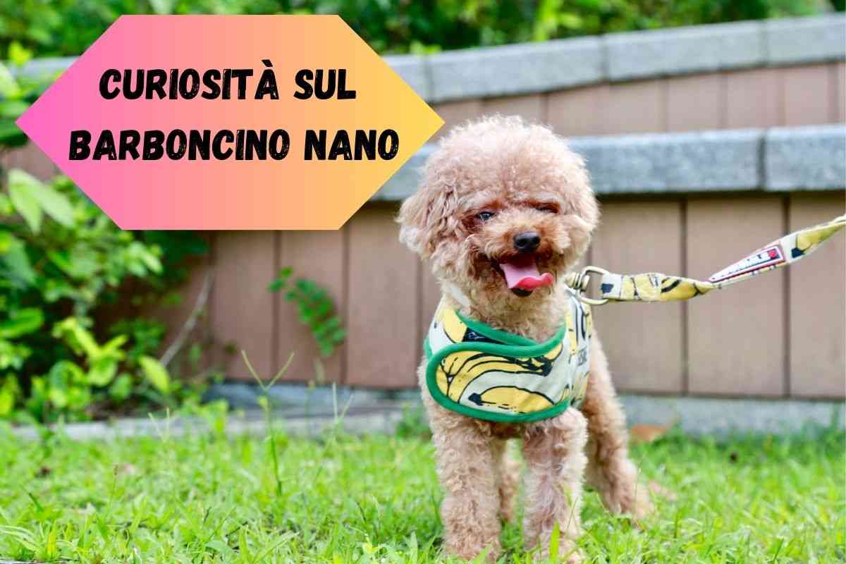 Le curiosità sul Barboncino nano