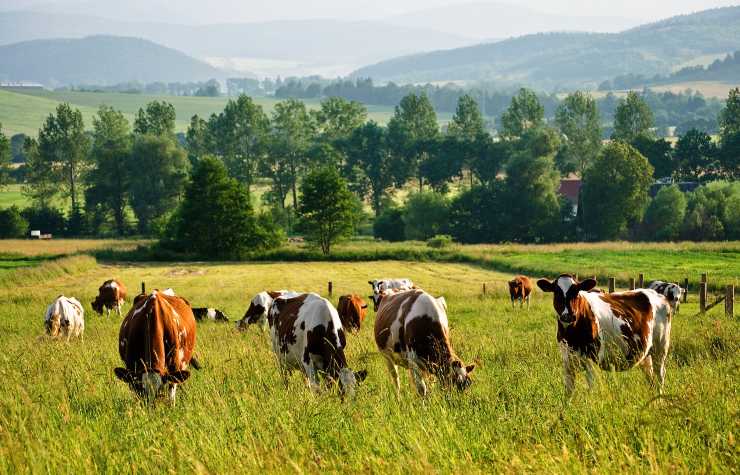 Una mucca si scaglia contro l'intruso