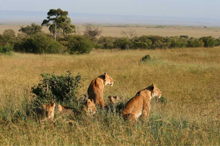 Leonesse in branco con i cuccioli 