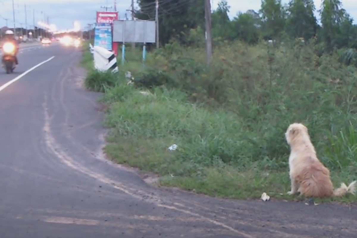 cane bon bon aspetta