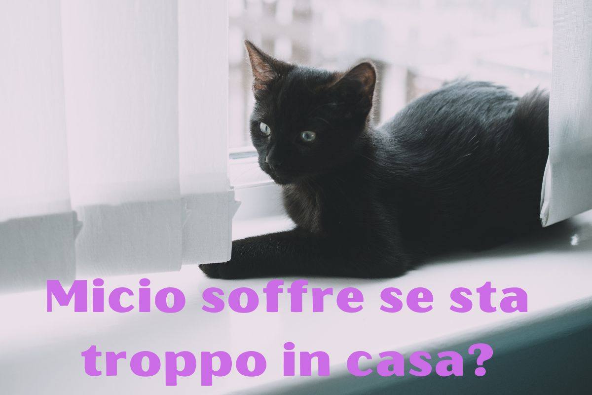 Micio soffre se sta troppo in casa