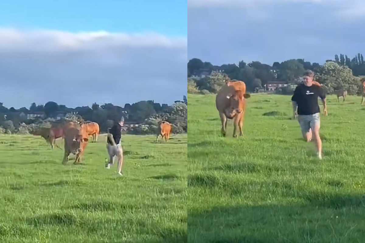 una mucca infastidita attacca un ragazzo
