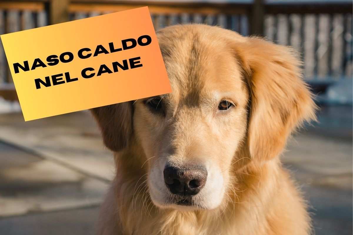 Naso caldo nel cane