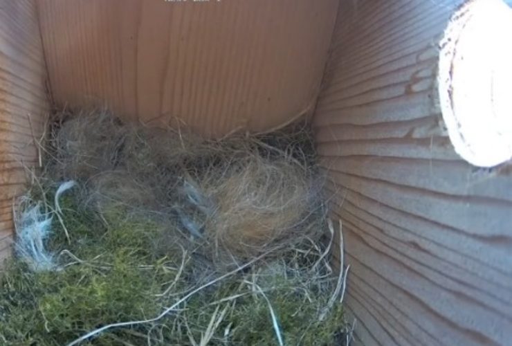 Nido di uccellini in costruzione